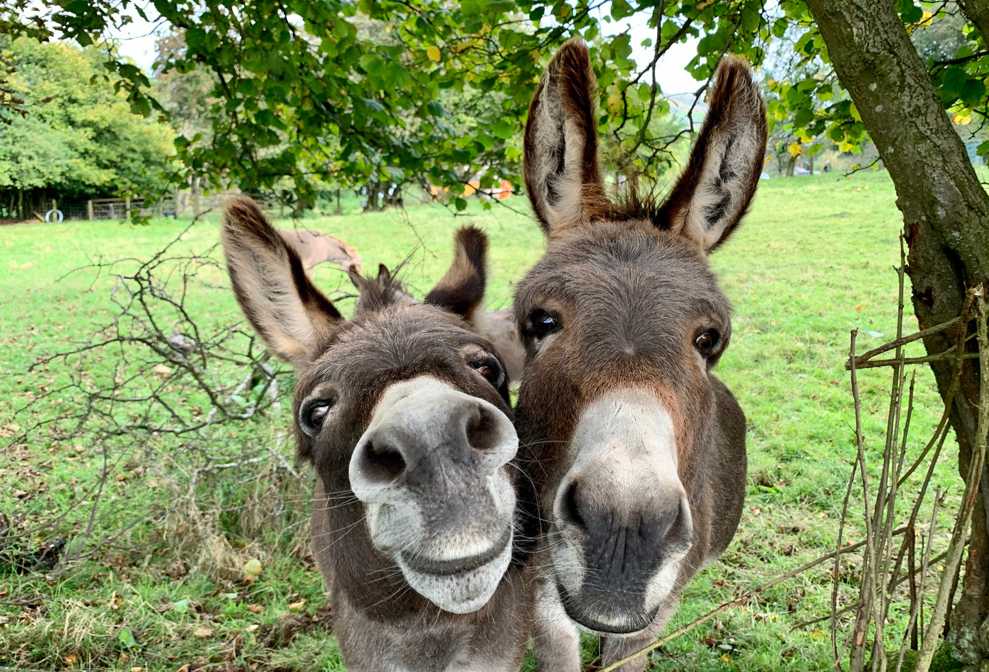 Two donkeys in a field looking at the camera close up