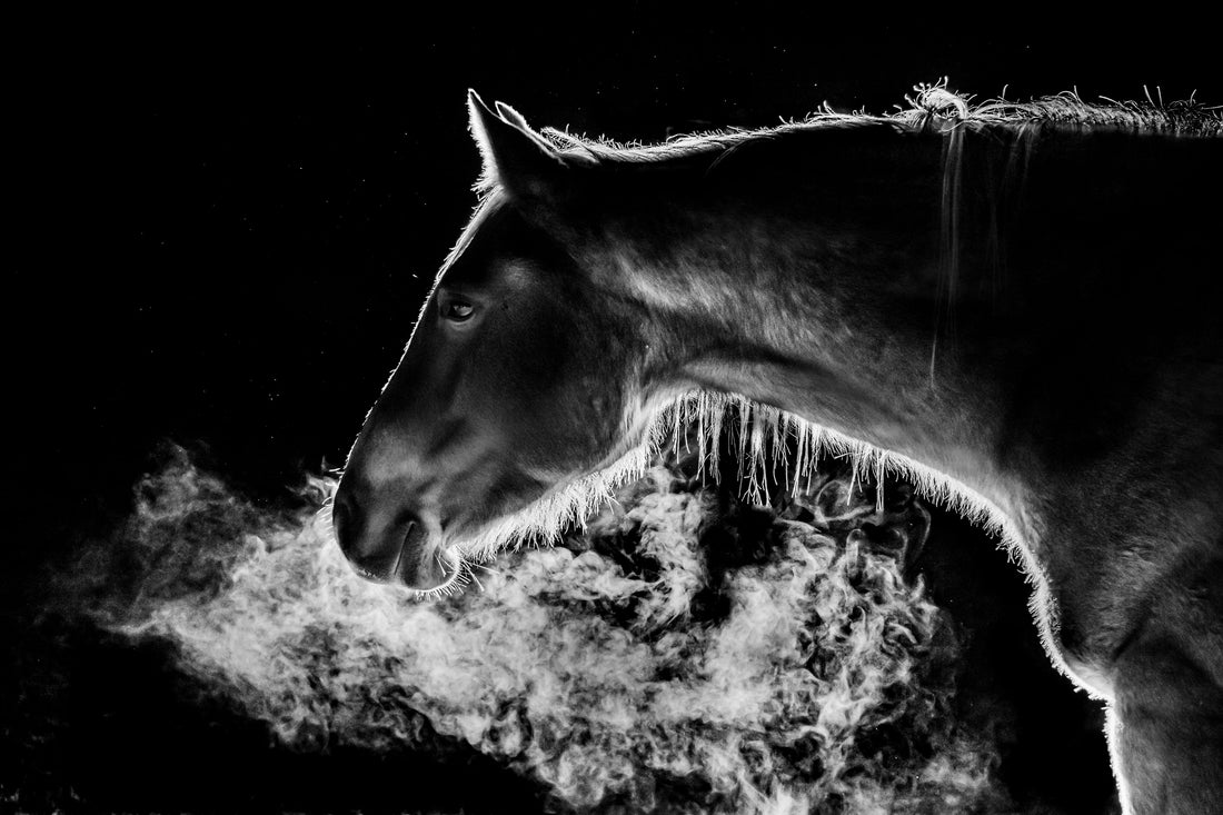 Black and white image of horse breathing, showing it's breath. 