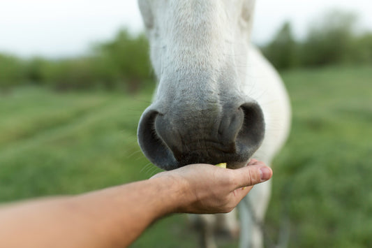 Person feeding a grey horse a piece of apple from their hand. 