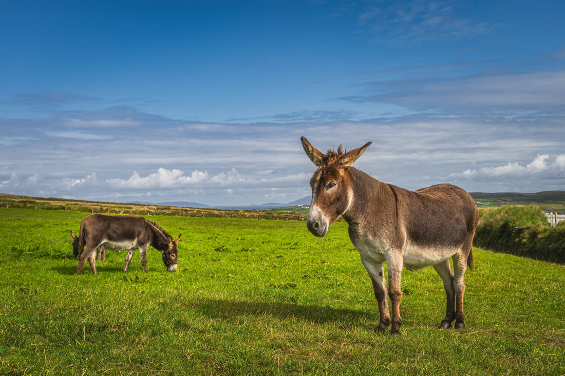 Donkey Feeding Recommendations
