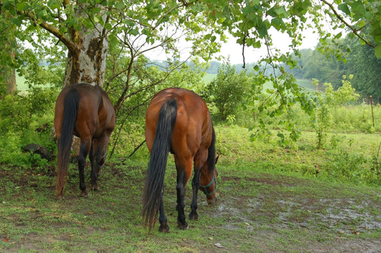 Image of two bay horses grazing under a sycamore tree. 