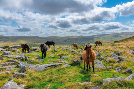 Wild native ponies grazing rough ground in the UK