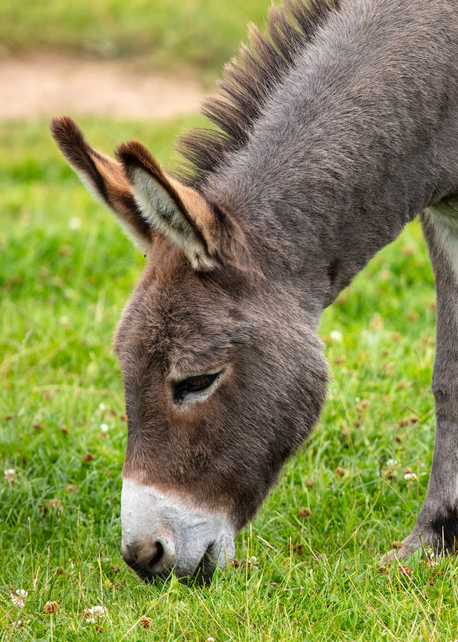 Donkey grazing grass