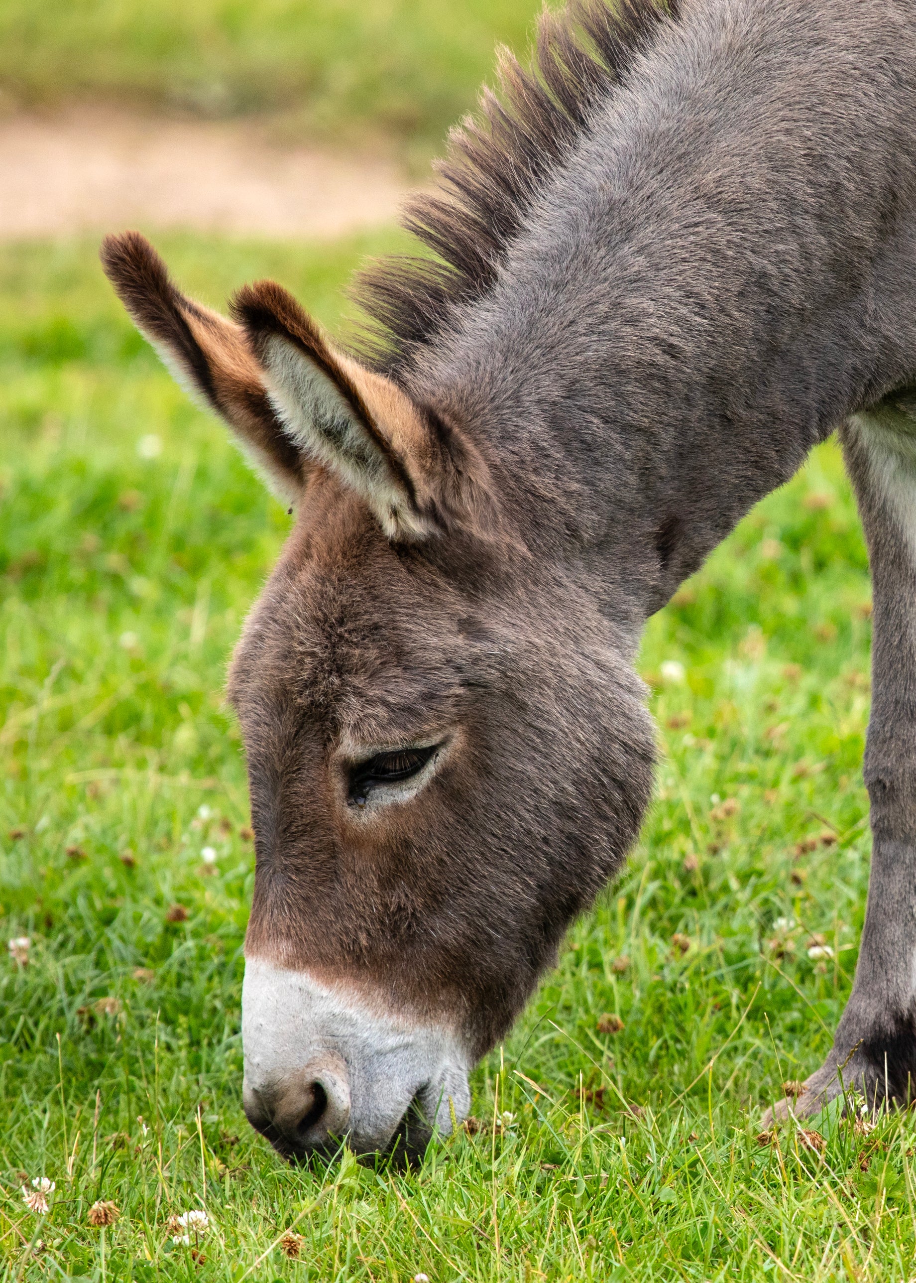 Donkey grazing grass