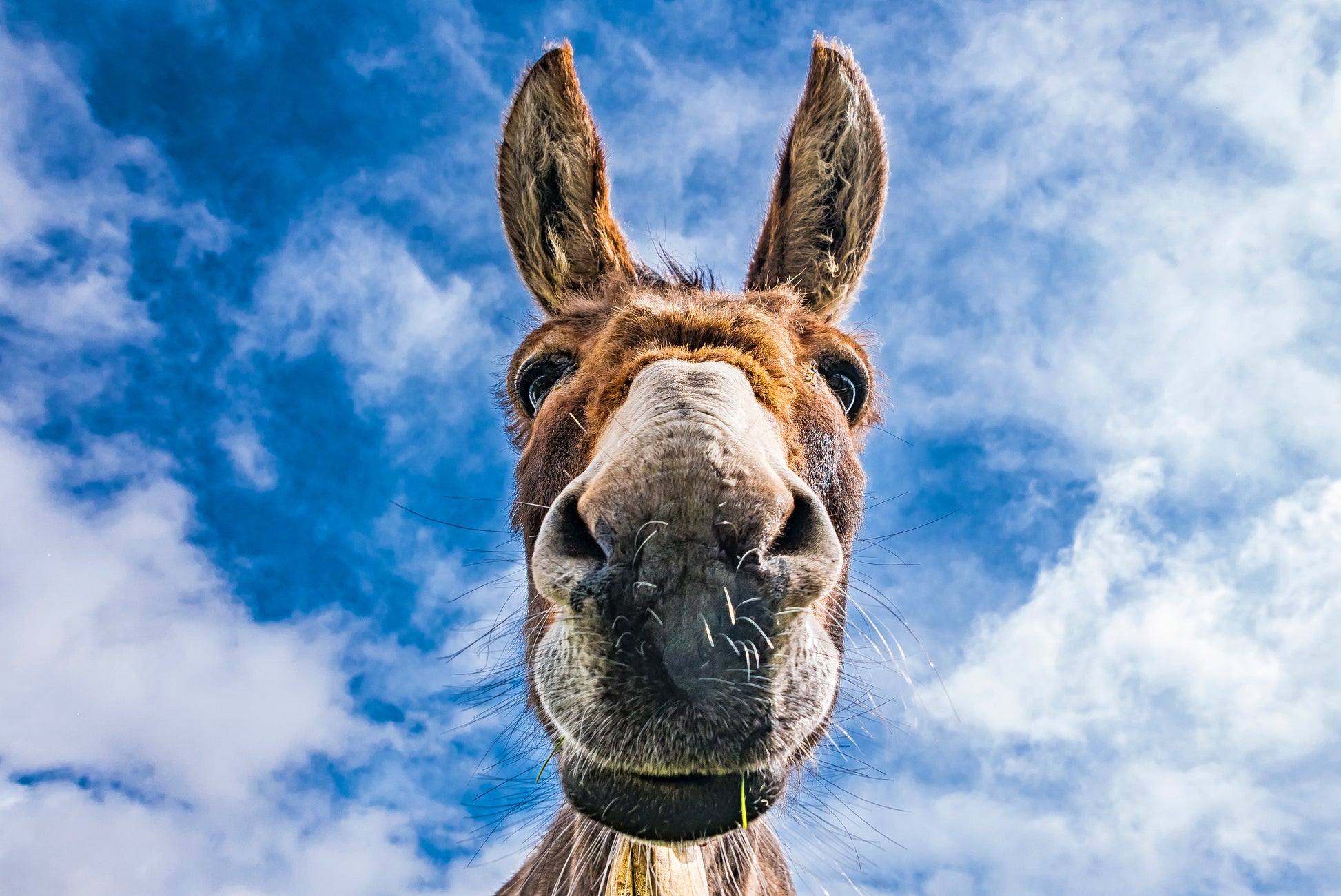 Close up of donkey face from below with blue sky above 
