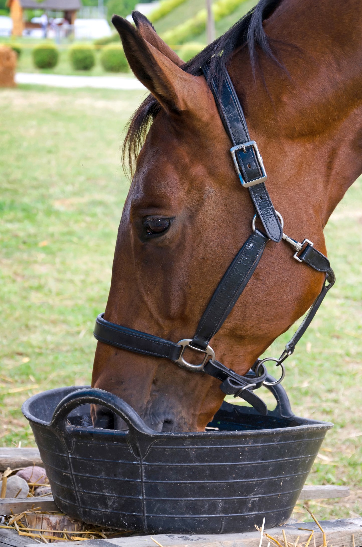 Horse eating feed out of a bucket 
